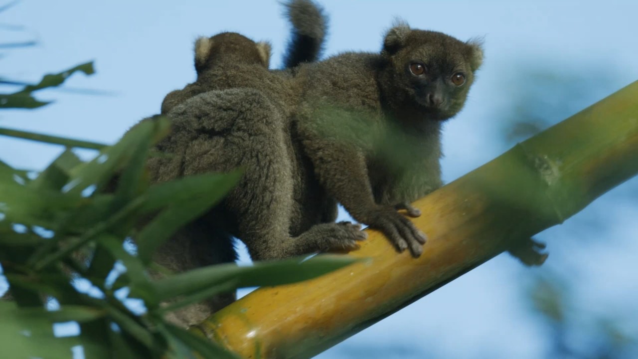 Madagascar: Africa's Galapagos - Madagascar: Africa's Galapagos